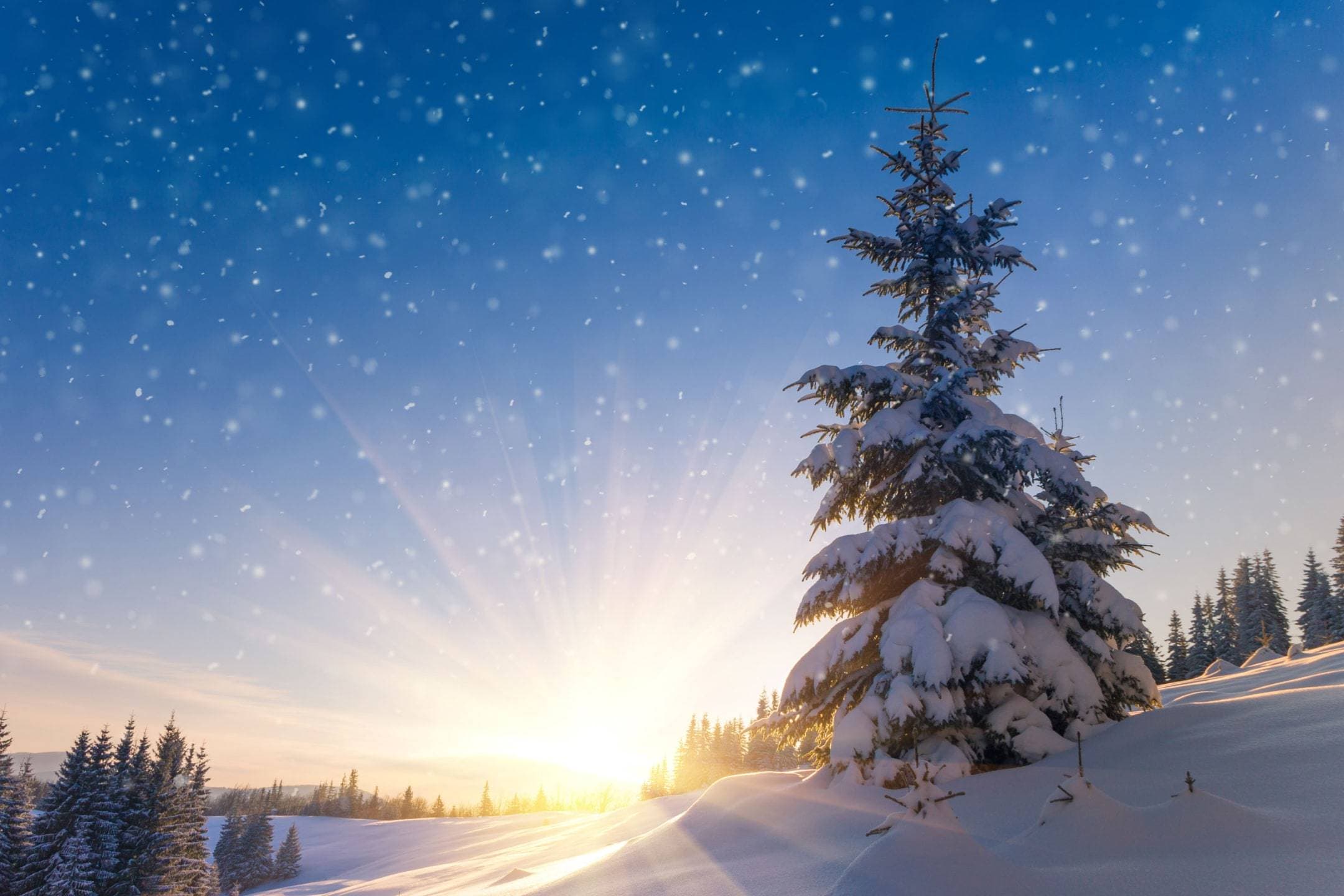 Cover image for Weekly Wisdom: Our Dayspring