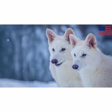 THOUGHTCRIME Ep. 79 — Real-Life Dire Wolves? Austin Metcalf and Karmelo Anthony?