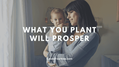 2527 What You Plant Will Prosper