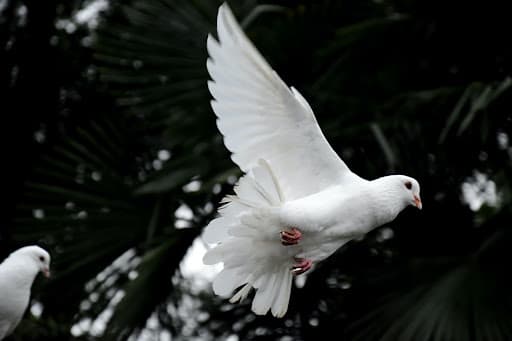 Cover image for The Holy Spirit: Meaning, Prayer, and Scripture